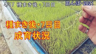種まき後・7日目　成育状況　　20210417　田んぼ・2021　水稲の反射シート出芽（太陽シート）・プール育苗
