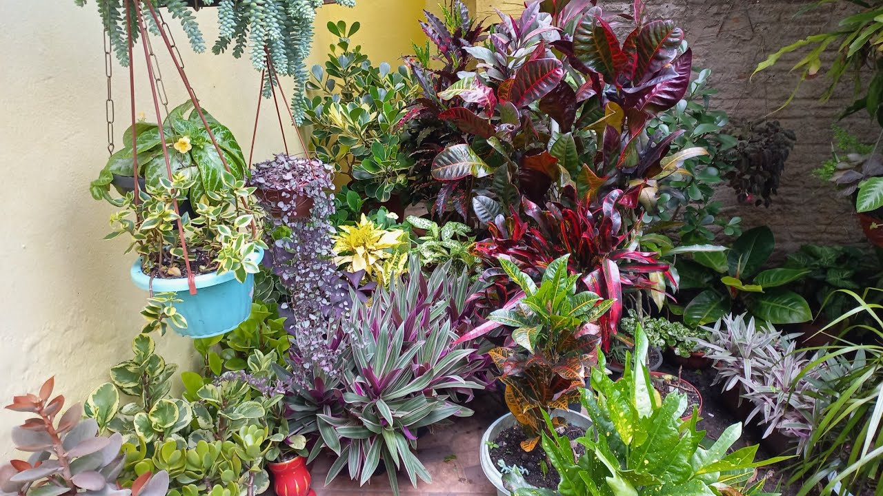 Atualização das plantas de vasos de folhagens coloridas na calçada. Parte1 