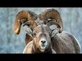 Bighorn Sheep Boss Receives a Challenger During the Rutting Season