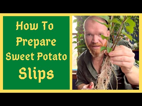 Video: Spiring af søde kartoffelslips - hvornår og hvordan man starter en sød kartoffel-slip