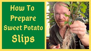 Preparing Sweet Potato Slips For Planting