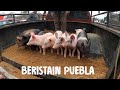 El Mercado de Ganado de Beristain Puebla, pequeño pero con gran variedad 🐖🐂 🇲🇽