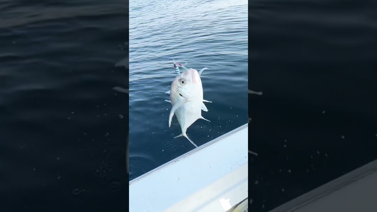 Trevally fish caught 