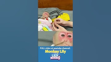 Lily cried when she had to be away from Dad P2 #shorts #short #monkey