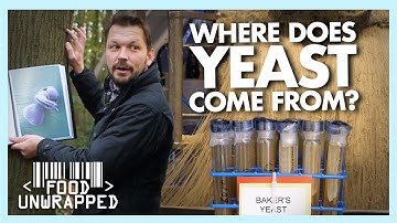 What is Yeast and How is it Found? | Food Unwrapped