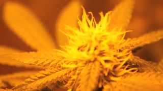 Jacks Cleaner Marijuana Strain Close ups