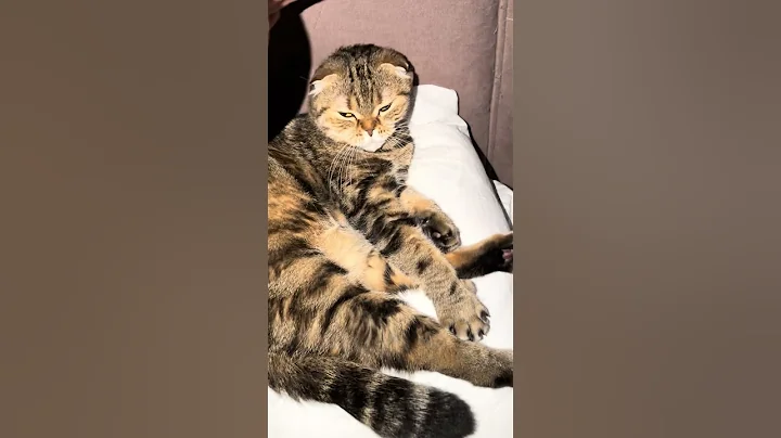 Video 11719871: scottish fold cat sleeping, fold cat scottishfold, pet cat scottishfold