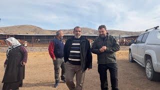 Ankara Ve Kastamonu Ya Gebe Düveler Hayirli Olsun