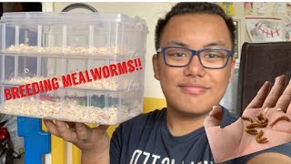 Breeding mealworms the EASY way