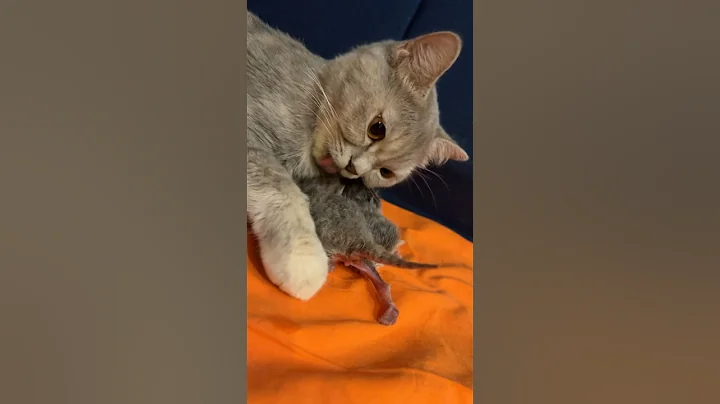 Video 4410541: kitty britishshorthair scottishfold kittens, britishshorthair scottishfold kittens cat, cat kitten munchkin britishshorthair, munchkin kitten pets cats, cute kitty scottishfold kitten, cat funny scottishfold kitten