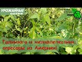 Два американских захватчика: агрессивные, но полезные! Как избавиться от этих сорняков?