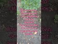 Попугай #анекдоты #приколы #мемы