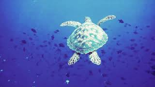 Together We Persevere - Bintan Resorts (Mandarin Subs)