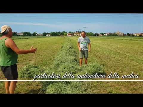 Video: L'erba medica ricresce ogni anno?