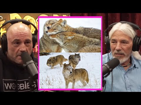 Video: Coyote is 'n weiwolf wat in Amerika woon