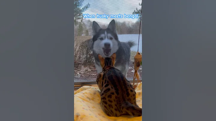 Watch the video about When husky meets bengal #cute #cat #catlover #kitten #husky #kucing