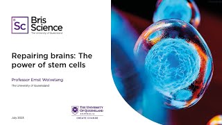 BrisScience (July 2023): Repairing brains: The power of stem cells