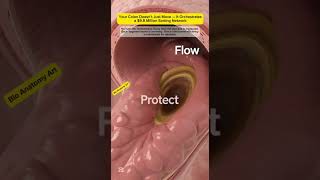 Your Colon Doesn’t Just Move — It Orchestrates a $9.8 Million Sorting Network