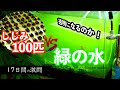 しじみ100匹VS濃いグリーンウォーター 17日間の変化 驚異の浄化能力