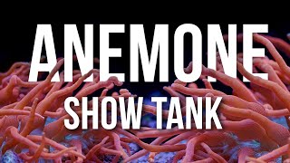 Download Lagu The Unintentional Bubble Tip Anemone Tank MP3