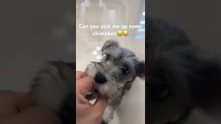 Could you pick me up some chicken #shorts #cutedog #dog #funny #schnauzer