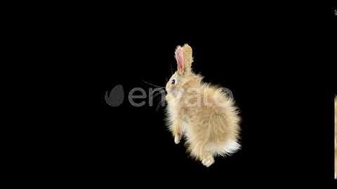 Rabbit Dancing HD | Motion Graphics - Envato elements
