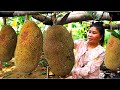 A woman picking jack fruit for eating - Yummy cooking catfish for dogs - Survival Skills E7