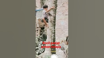 anak bocil panjat pohon kelapa