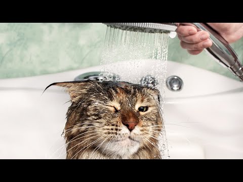 Video: Bakit Takot Sa Tubig Ang Mga Pusa?