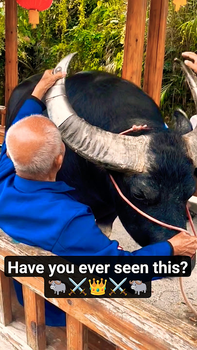 “This Buffalo Has Steel Horns?! 😱 “Real-Life Iron Buffalo! 🐃⚙️ | Nature Meets Steel” #shorts #viral