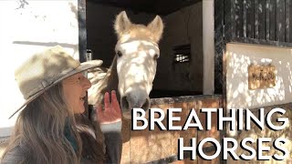 How using BREATH matters to your horse screenshot 4