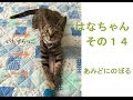 あみどにのぼる　はなちゃん　その１４