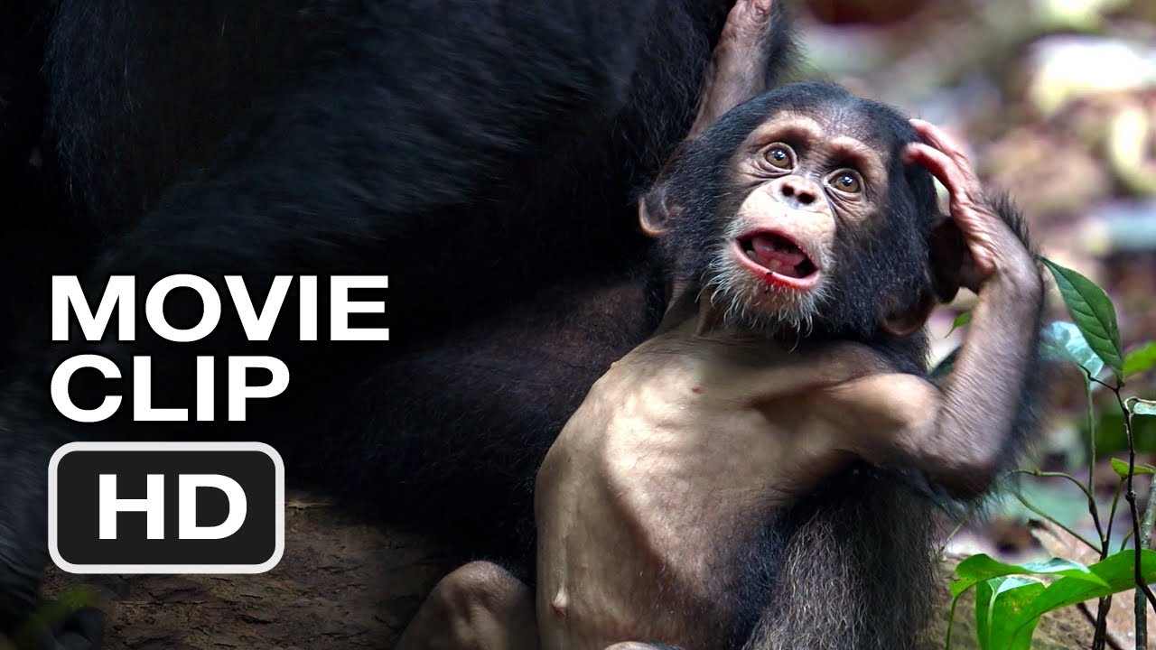 chimpanzee movie chimpanzee movie