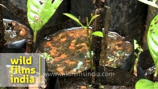 Nutmeg saplings in Kerala nursery