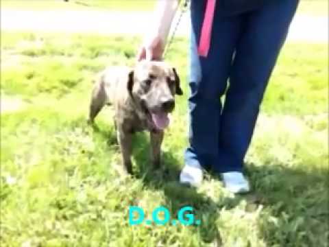 SOME of the pets at Washington County Animal Control in Nashville, IL 6/9/15