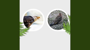 Background for Ice Baths