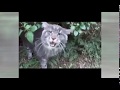 Funny Cats Videos, Best Compilation 2018 - Wanna Laugh? This will make your day!