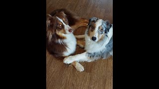 Bailey & Echo playing