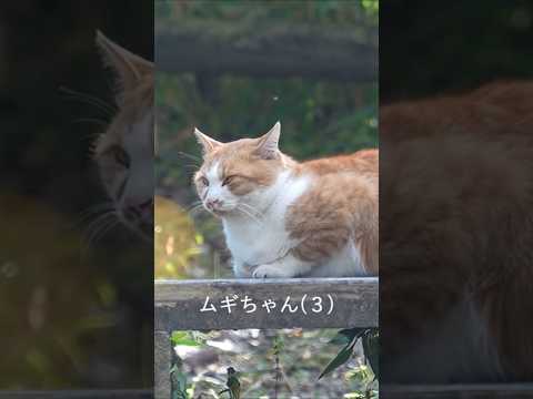 【アナログホラー？】大切に #shorts