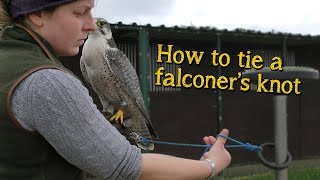 Falconry Basics | How to tie the falconer's knot