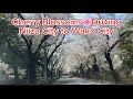 Cherry Blossoms🌸DrivingNiiza City to Wako City#ilonggo music version