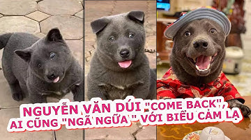 Chú chó Nguyễn Văn Dúi 