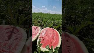 Суходол 🍉☀️