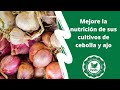 Mejore la nutrición de sus cultivos de cebolla y ajo utilizando Haifa Multicote ™ Agri | Haifa Group