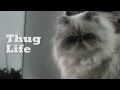 Gato malo :: Thug Life