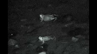 The mating calls of tungara frogs.