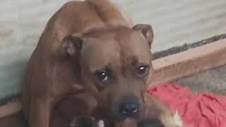 La Staffy Red Pion Mamma Adottiva