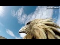 IncrÃ­vel vÃ­deo mostra Ã¡guia real caÃ§ando raposa em deserto