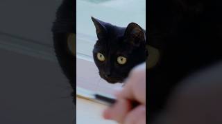 A Ferocious Feline Terrorizes Her Owners With Surprise Attacks | My Cat From Hell | Animal Planet