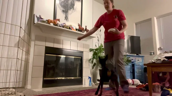 Selene Advanced Trick Dog